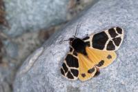 Arctia flavia