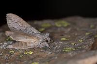 Cucullia campanulae