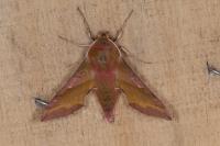 Deilephila porcellus