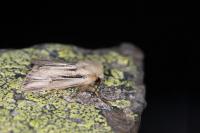 Mythimna anderreggii