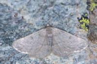Sciadia unicoloraria