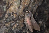 Hyles vespertilio