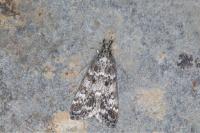 Eudonia phaeoleuca