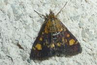 Pyrausta aurata