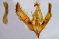 Cucullia campanulae