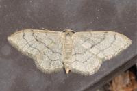Idaea aversata