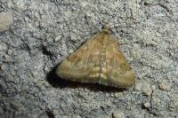Pyrausta despicata