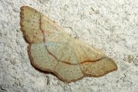 Cyclophora punctaria