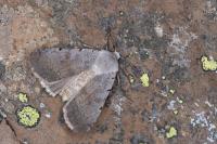 Xestia ashworthii candelarum