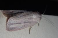 Mythimna pudorina