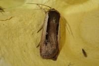 Ochropleura leucogaster