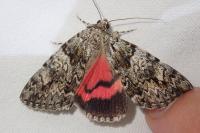 Catocala promissa