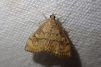 Anania verbascalis