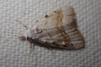 Nola aerugula
