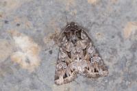Pachetra sagittigera