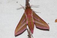 Deilephila elpenor