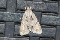 Acronicta psi/tridens