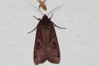 Noctua pronuba