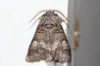 Drymonia querna