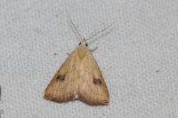 Rivula sericealis
