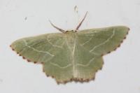 Thalera fimbrialis