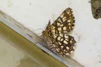 Chiasmia clathrata