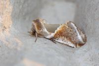 Habrosyne pyritoides