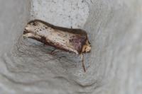 Axylia putris