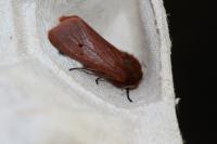 Phragmatobia fuliginosa