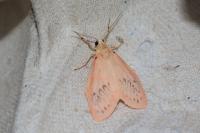 Miltochrista miniata