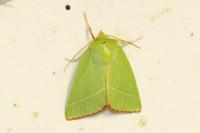 Pseudoips prasinanus