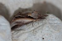 Pheosia tremula