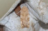Noctua fimbriata/tirrenica