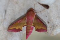 Deilephila porcellus
