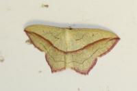 Timandra comae