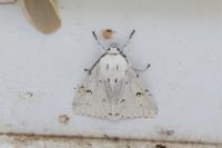 Acronicta leporina