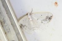 Lomographa temerata