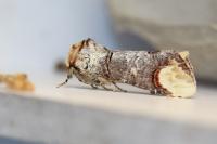 Phalera bucephala