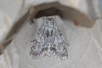 Acronicta aceris