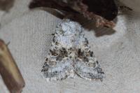 Hecatera bicolorata
