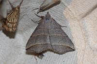 Colobochyla salicalis