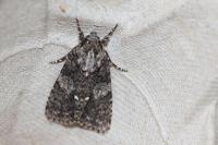 Acronicta rumicis