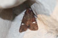 Melanchra persicariae