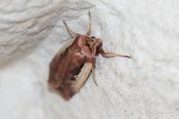 Ochropleura plecta