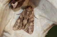 Apamea monoglypha monoglypha
