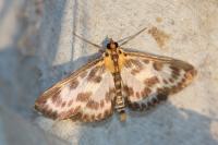 Anania hortulata