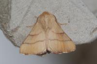 Malacosoma neustria