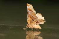 Selenia lunularia