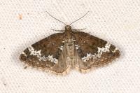 Perizoma alchemillata