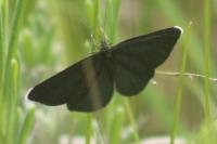 Odezia atrata